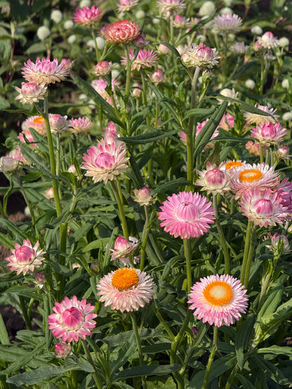 Helichrysum bracteatum Silvery Rose | Strawflower therapyofflowers.com