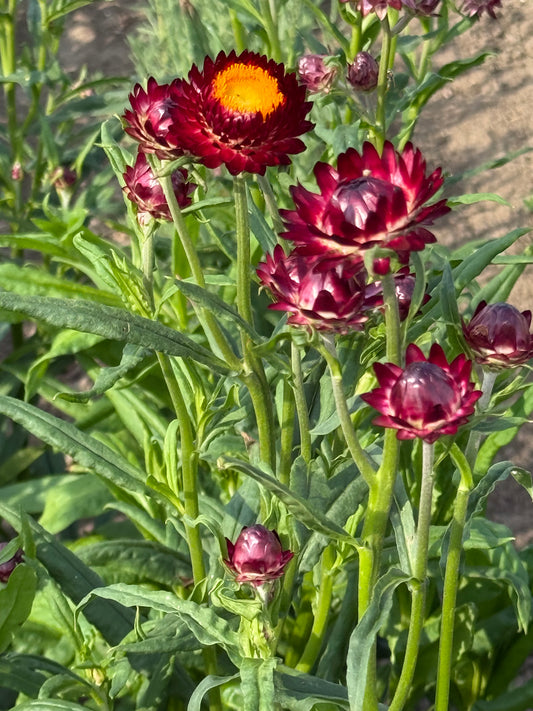 Helichrysum bracteatum Red | Strawflower