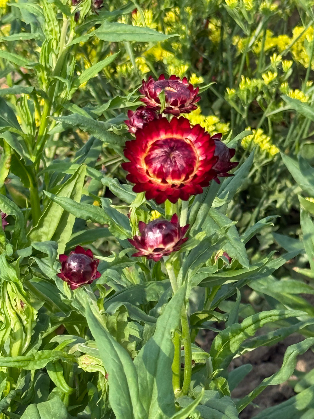 Helichrysum bracteatum Red | Strawflower