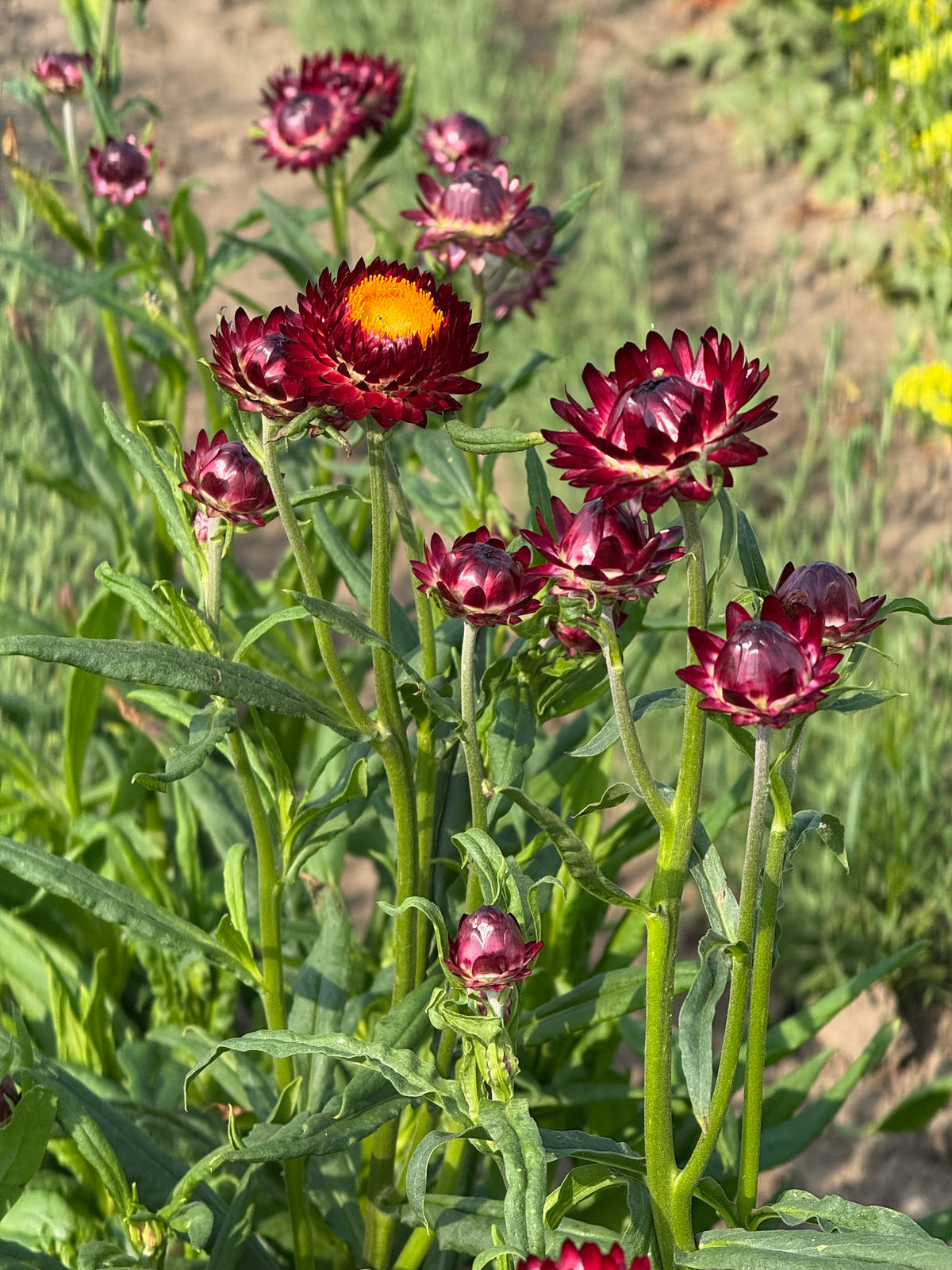 Helichrysum bracteatum Red | Strawflower
