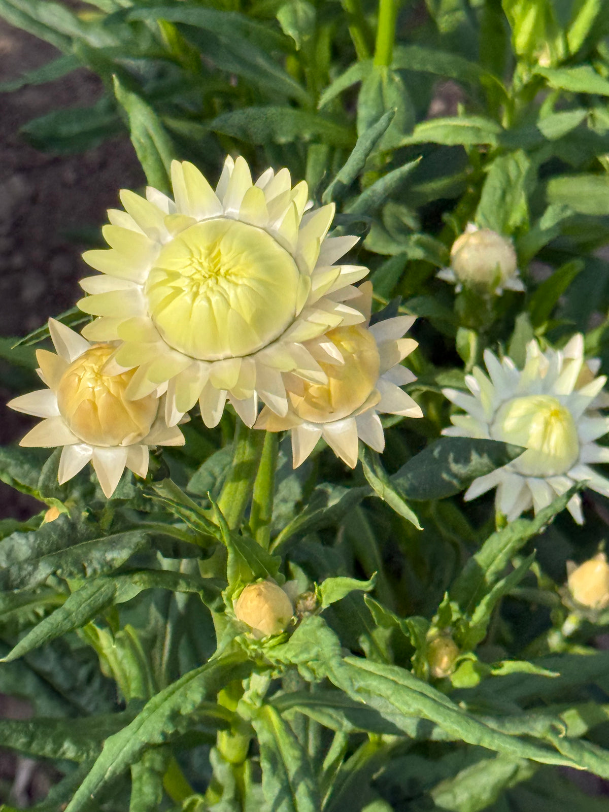 Seglapu salmene Frosted Sulphur | Helichrysum bracteatum