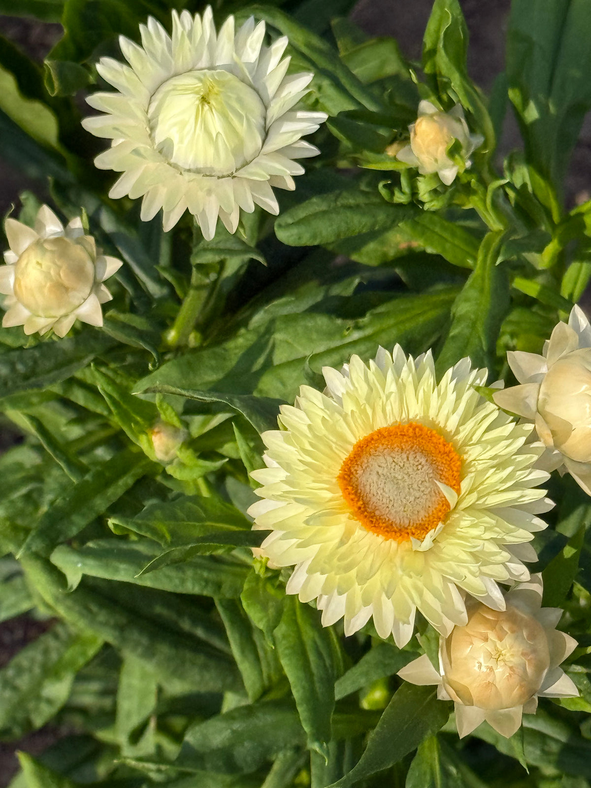 Seglapu salmene Frosted Sulphur | Helichrysum bracteatum