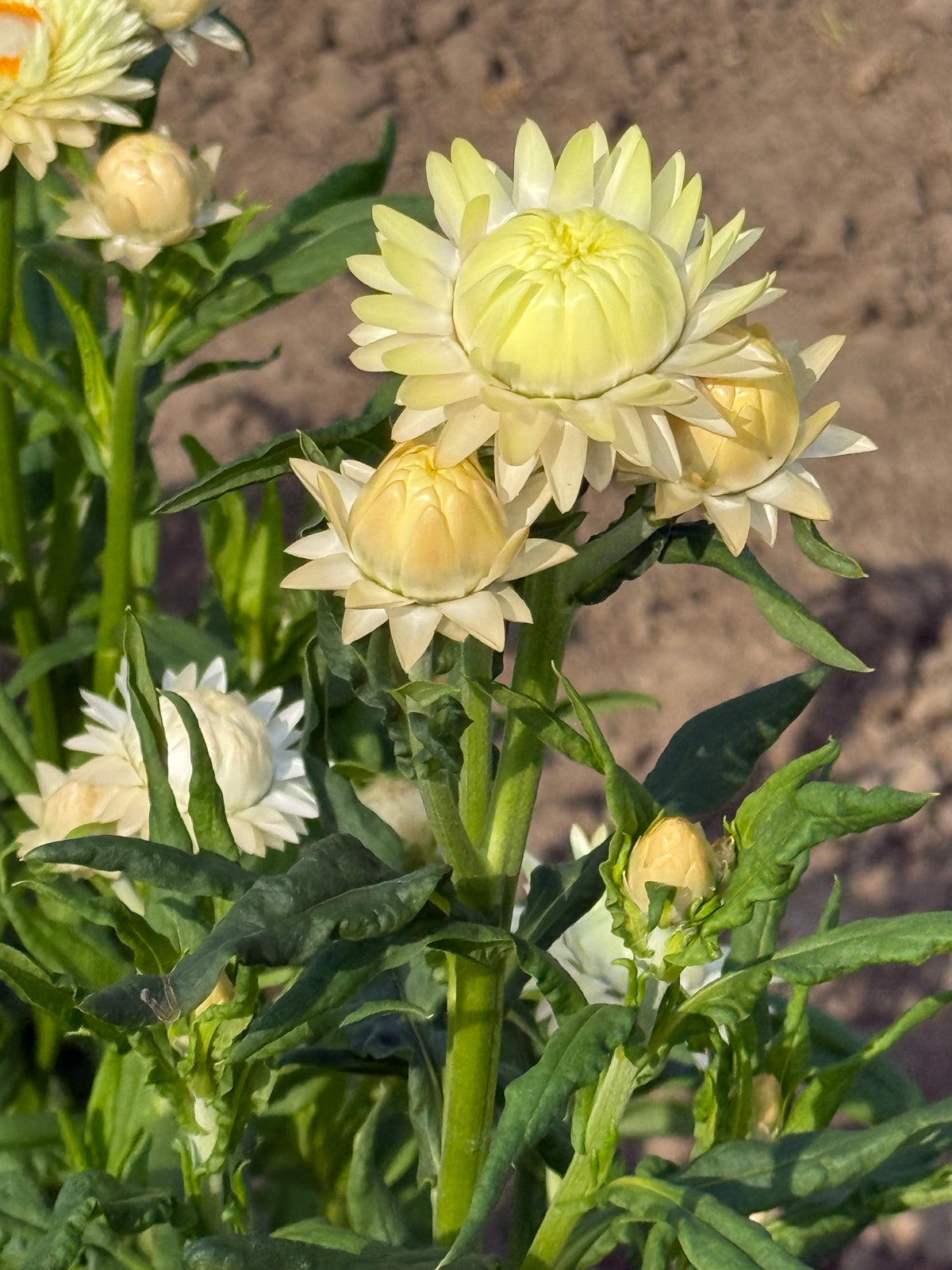 Seglapu salmene Frosted Sulphur | Helichrysum bracteatum