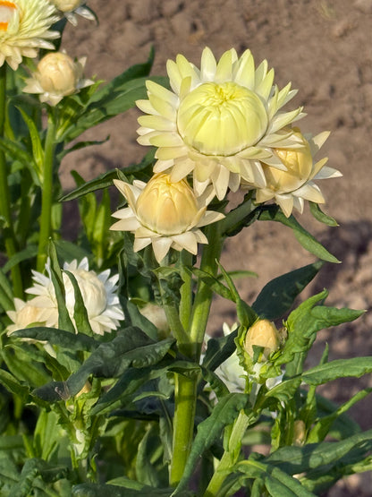 Seglapu salmene Frosted Sulphur | Helichrysum bracteatum