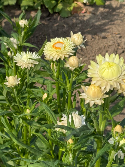 Seglapu salmene Frosted Sulphur | Helichrysum bracteatum
