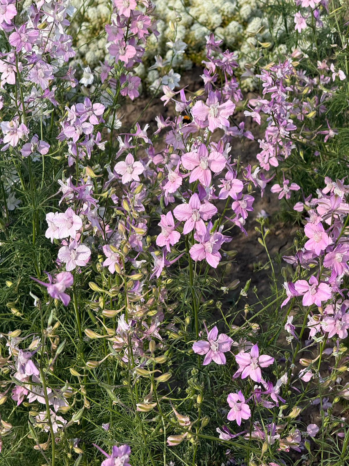 Vasaras delfīnija Fancy Belladonna | Delphinium consolida 