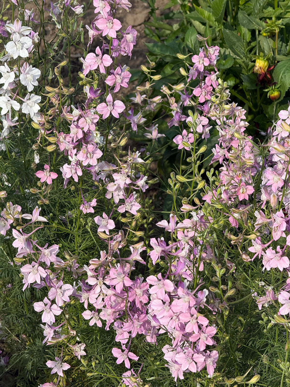 Vasaras delfīnija Fancy Belladonna | Delphinium consolida 