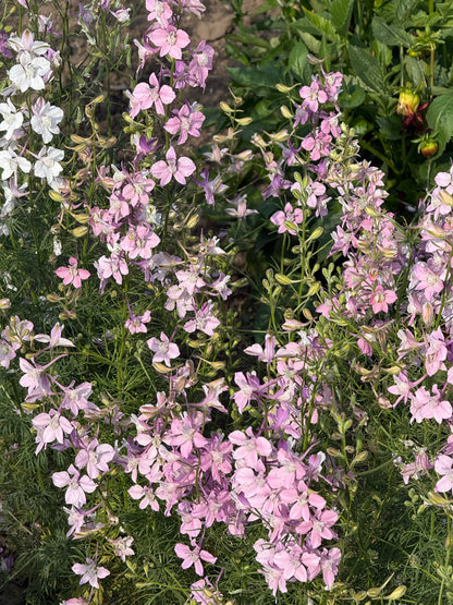 Vasaras delfīnija Fancy Belladonna | Delphinium consolida 