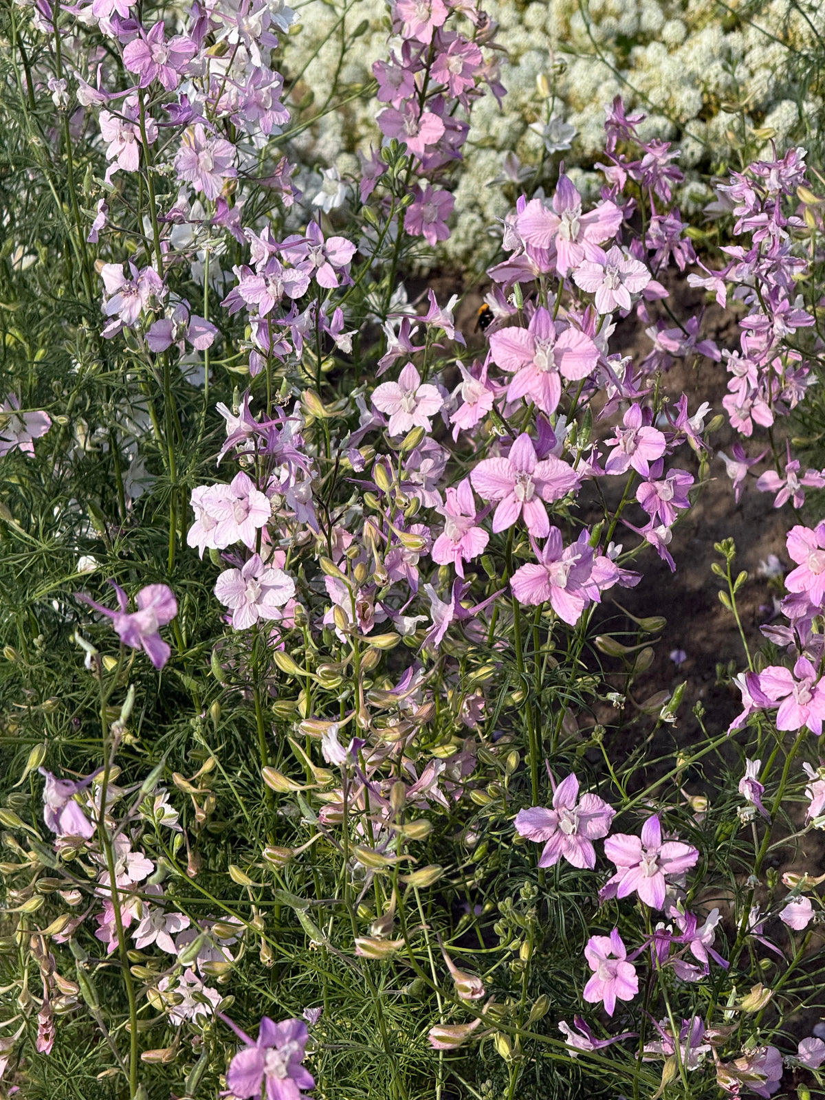 Vasaras delfīnija Fancy Belladonna | Delphinium consolida 
