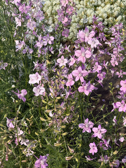 Vasaras delfīnija Fancy Belladonna | Delphinium consolida 