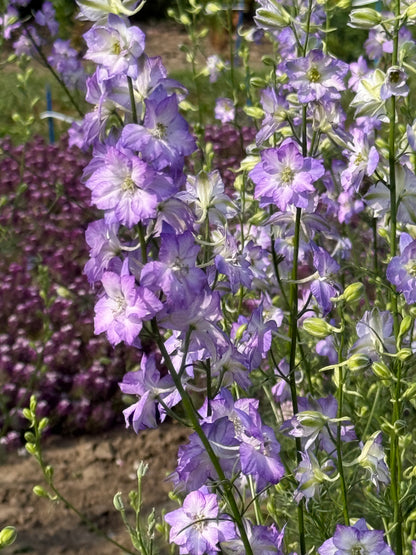 Vasaras delfīnija Fancy Purple Picotee | Delphinium consolida