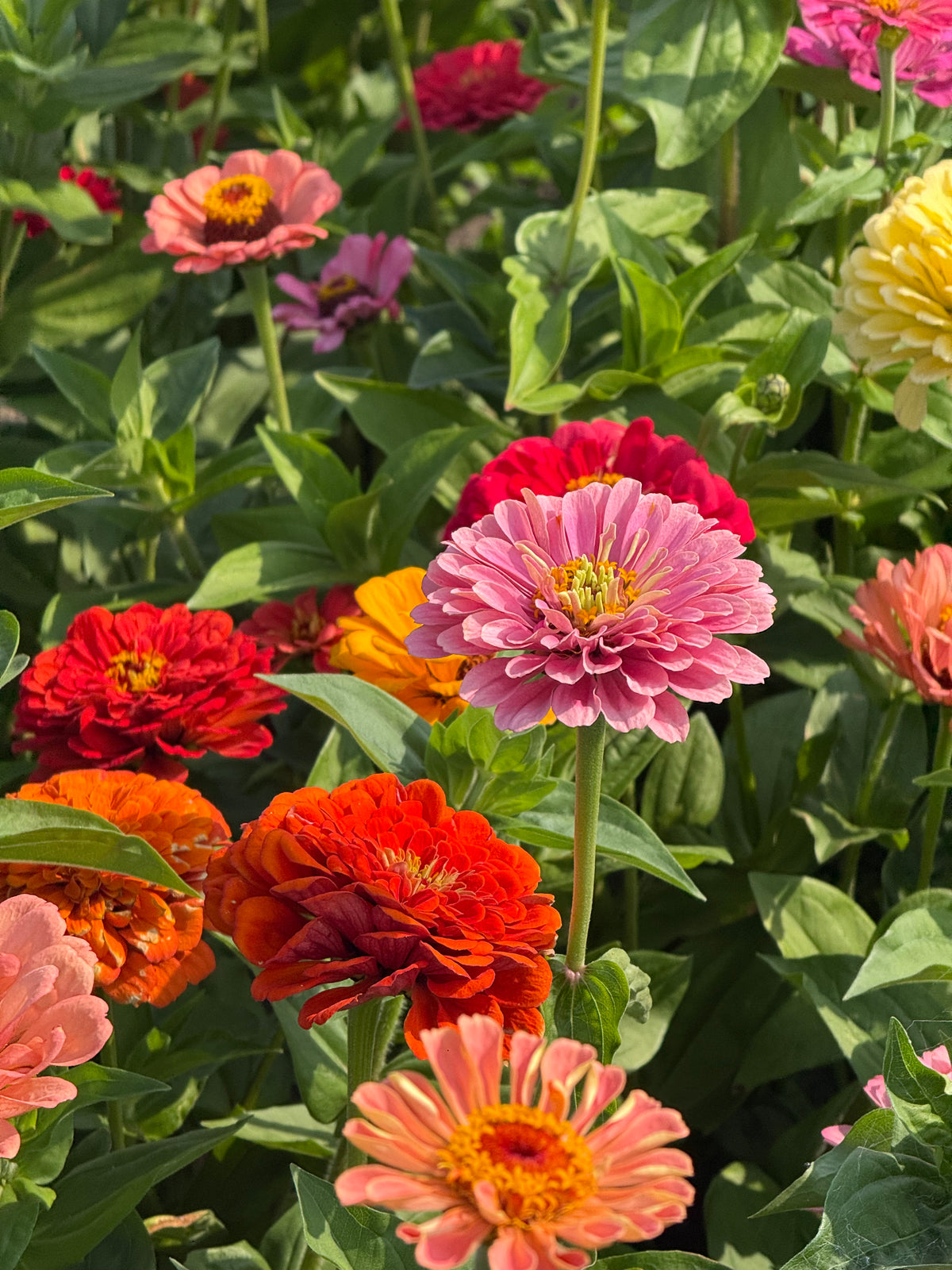 Cinnija Fieldgrown Mix | Zinnia elegans | Dālijziedu cinnija
