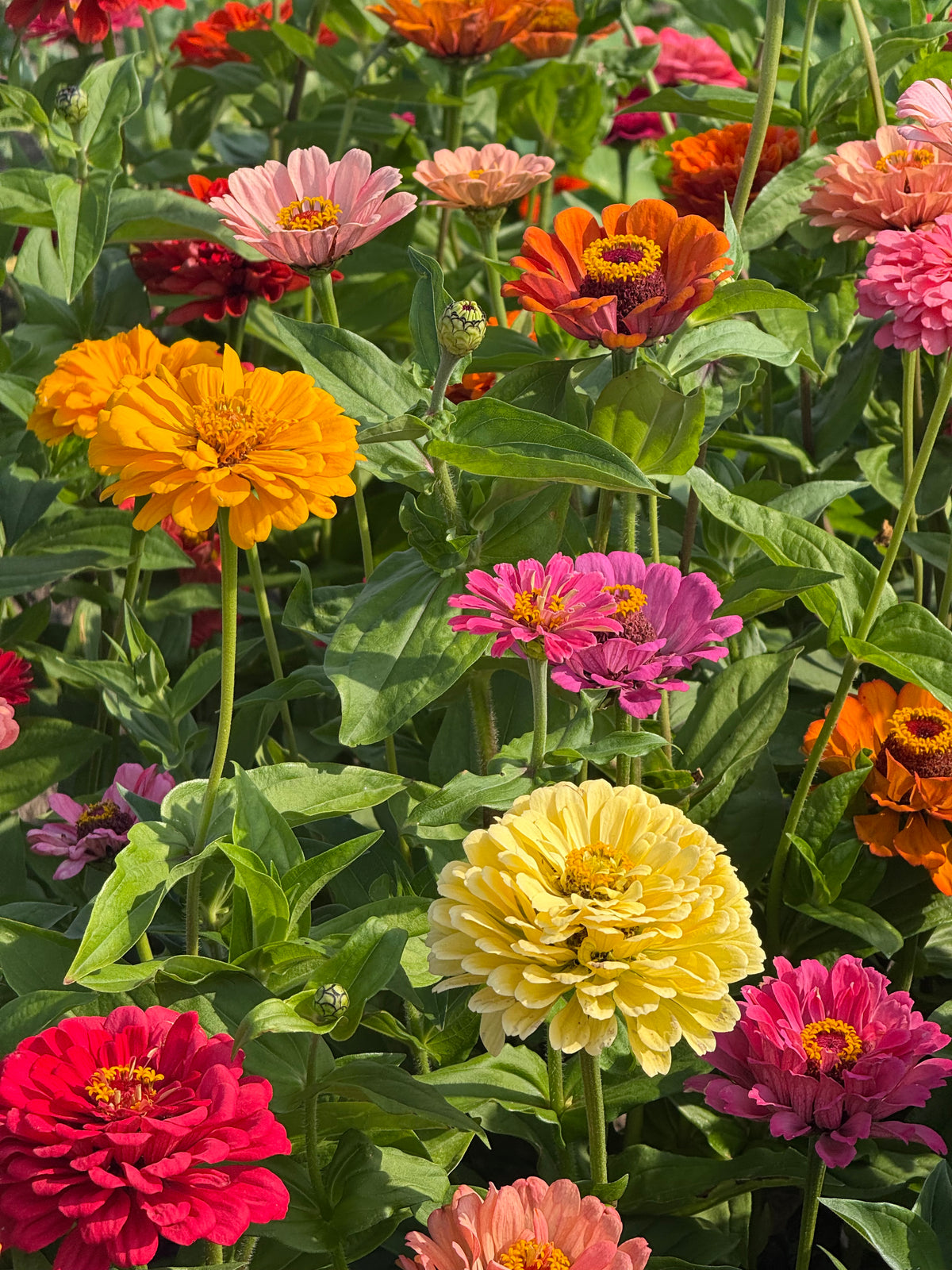 Cinnija Fieldgrown Mix | Zinnia elegans | Dālijziedu cinnija