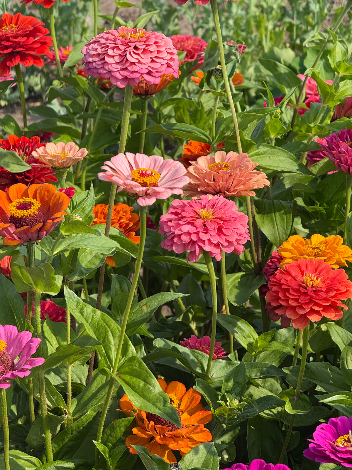 Cinnija Fieldgrown Mix | Zinnia elegans | Dālijziedu cinnija
