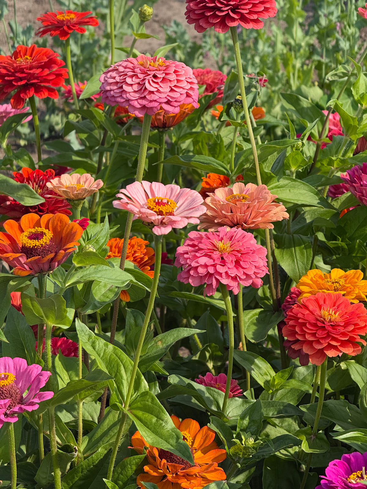Cinnija Fieldgrown Mix | Zinnia elegans | Dālijziedu cinnija