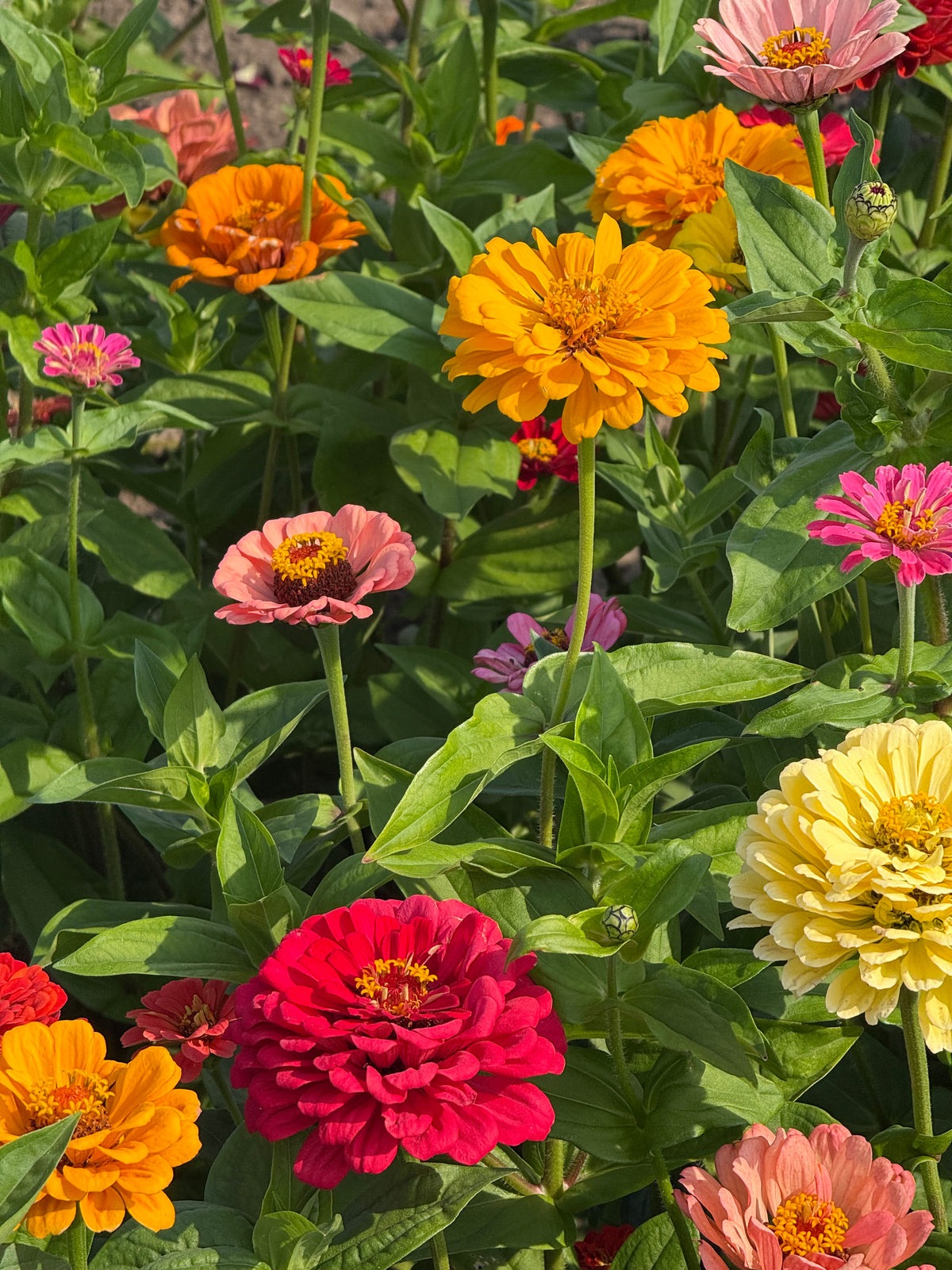 Cinnija Fieldgrown Mix | Zinnia elegans | Dālijziedu cinnija