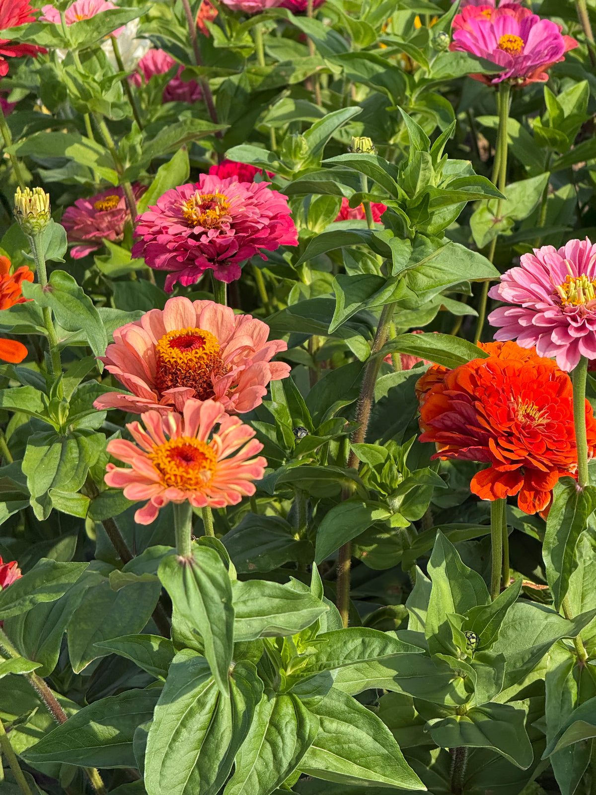 Cinnija Fieldgrown Mix | Zinnia elegans | Dālijziedu cinnija