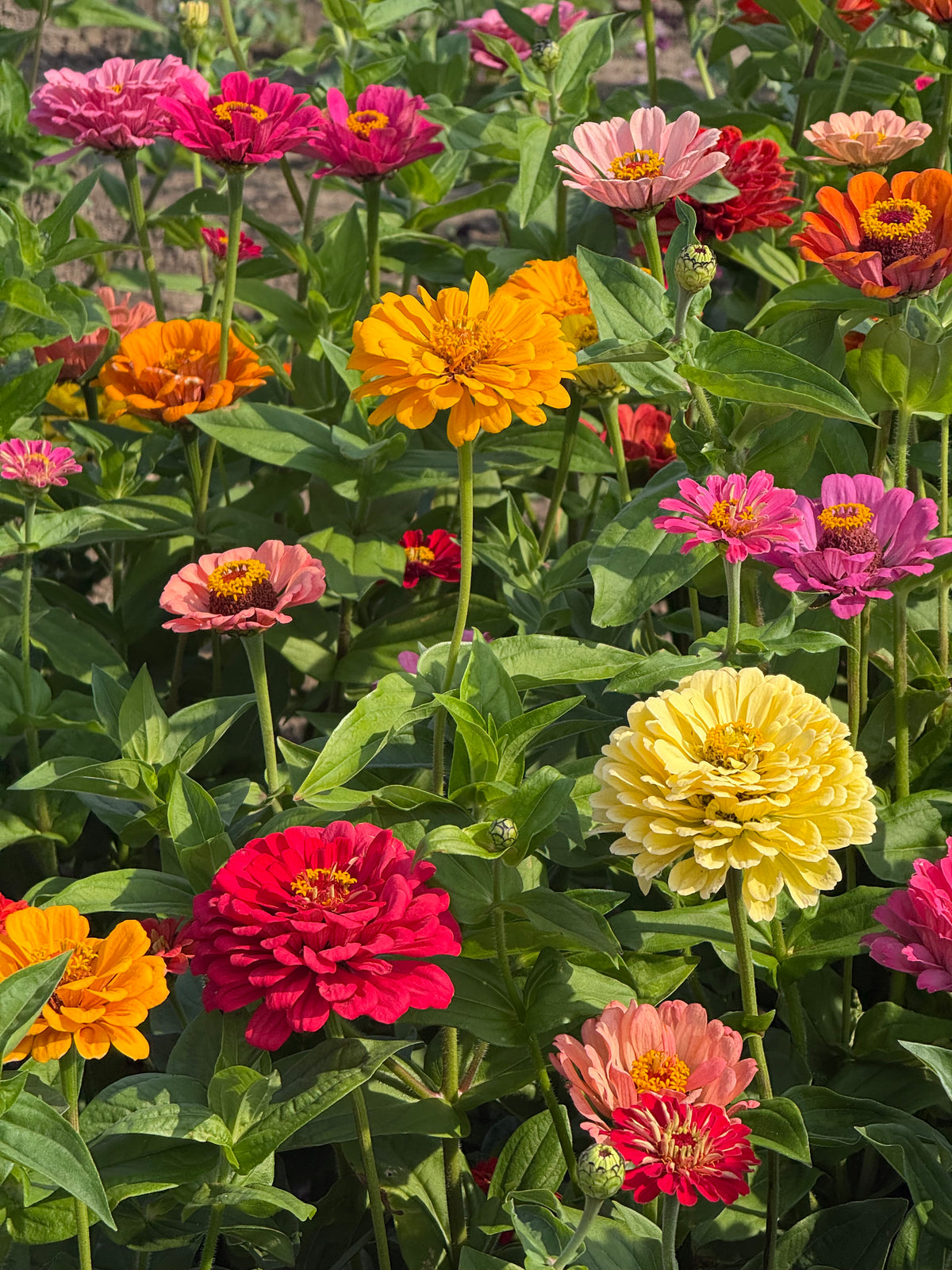 Cinnija Fieldgrown Mix | Zinnia elegans | Dālijziedu cinnija