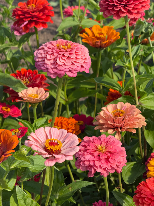 Cinnija Fieldgrown Mix | Zinnia elegans | Dālijziedu cinnija