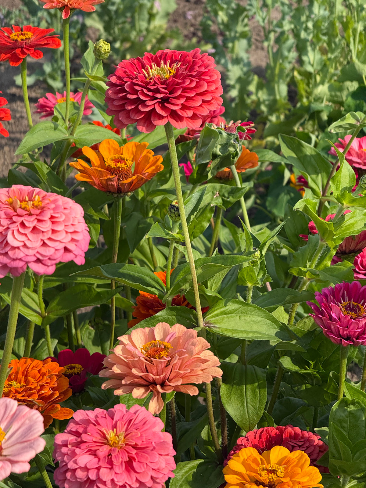 Cinnija Fieldgrown Mix | Zinnia elegans | Dālijziedu cinnija