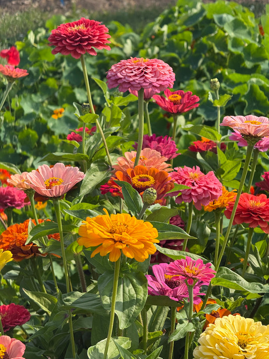 Cinnija Takii Fieldgrown Mix | Zinnia elegans | Dālijziedu cinnija