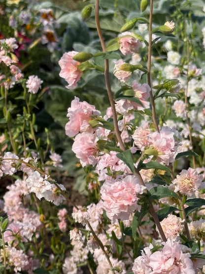 Clarkia unguiculata Appleblossom | Mountain Garland