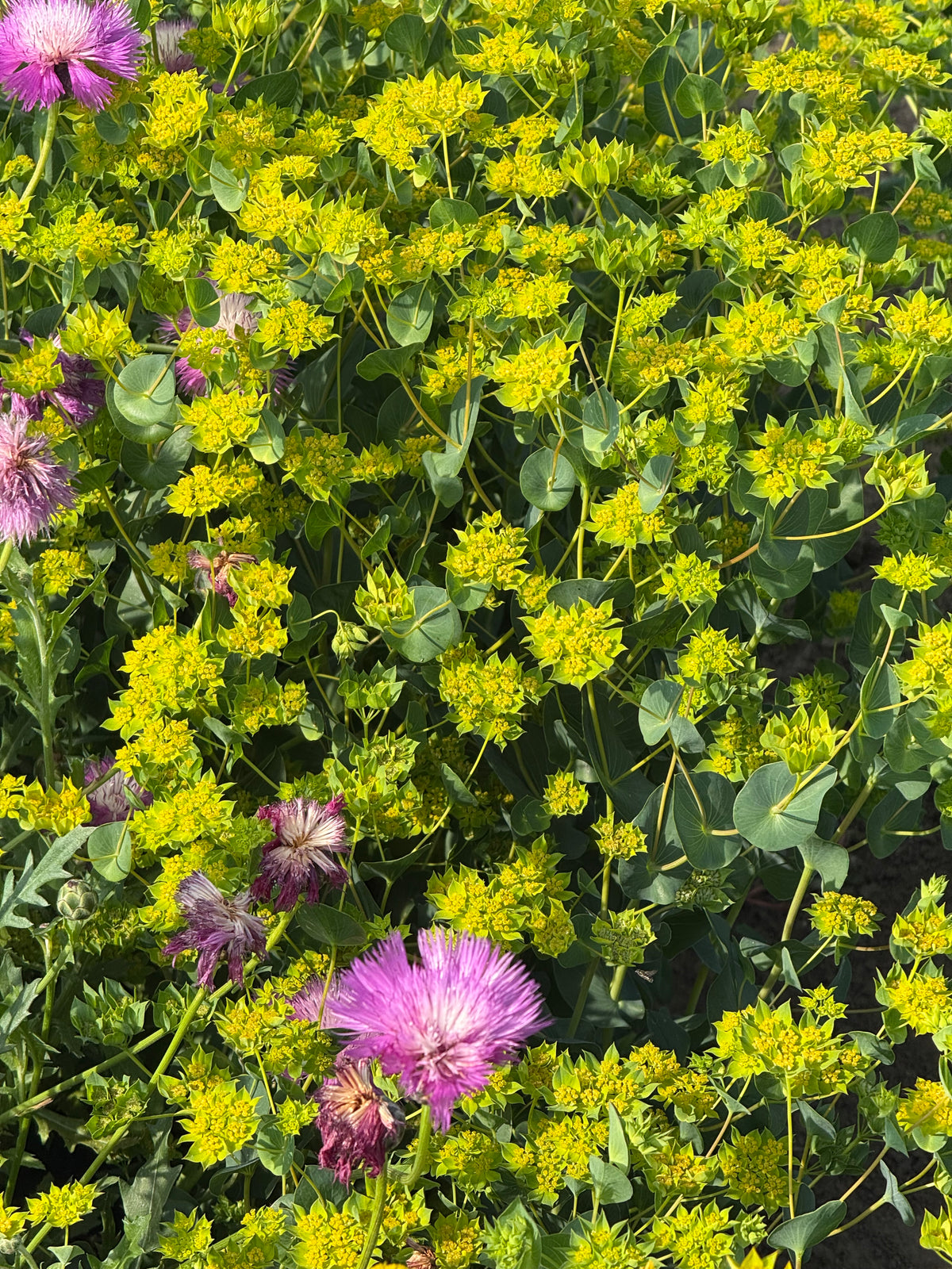 Apaļlapu bupleire Green Gold | Bupleurum rotundifolium
