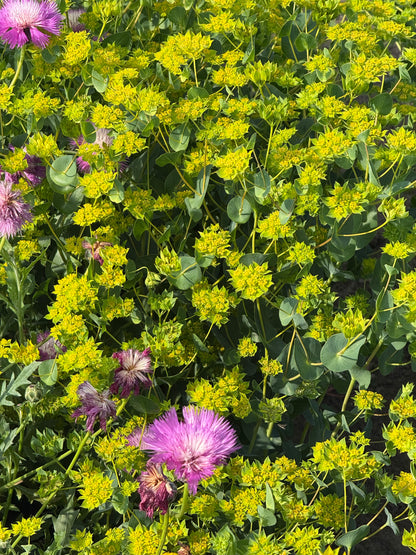 Apaļlapu bupleire Green Gold | Bupleurum rotundifolium