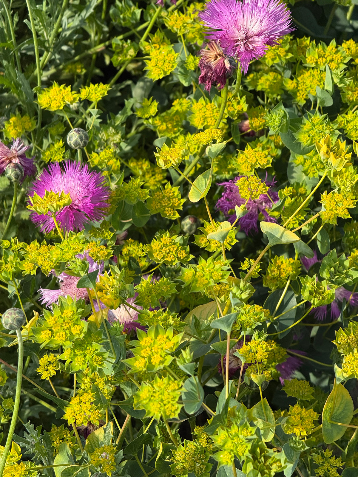 Apaļlapu bupleire Green Gold | Bupleurum rotundifolium
