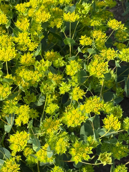 Apaļlapu bupleire Green Gold | Bupleurum rotundifolium