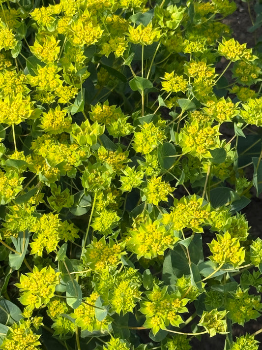 Apaļlapu bupleire Green Gold | Bupleurum rotundifolium