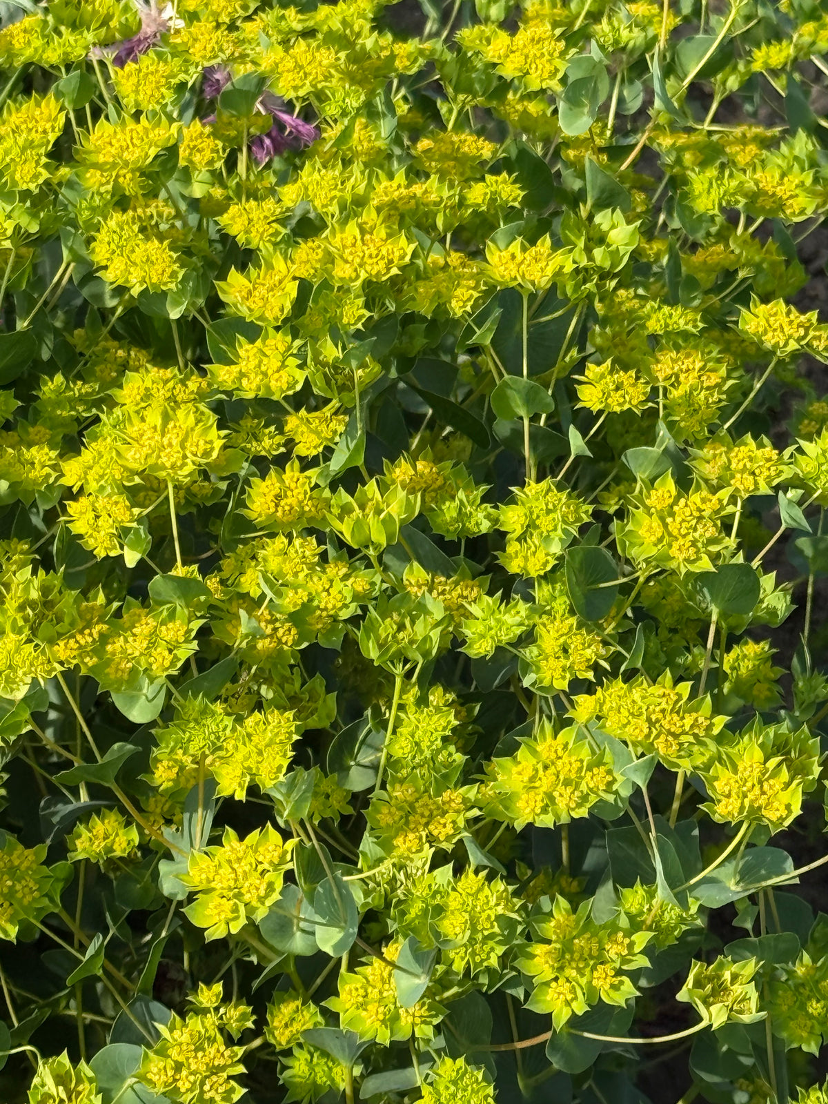 Apaļlapu bupleire Green Gold | Bupleurum rotundifolium