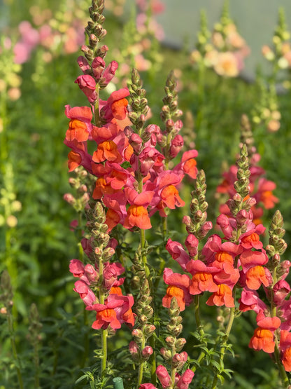 Lauvmutīte Monaco Orange F1 | Group 3 |Antirrhinum majus