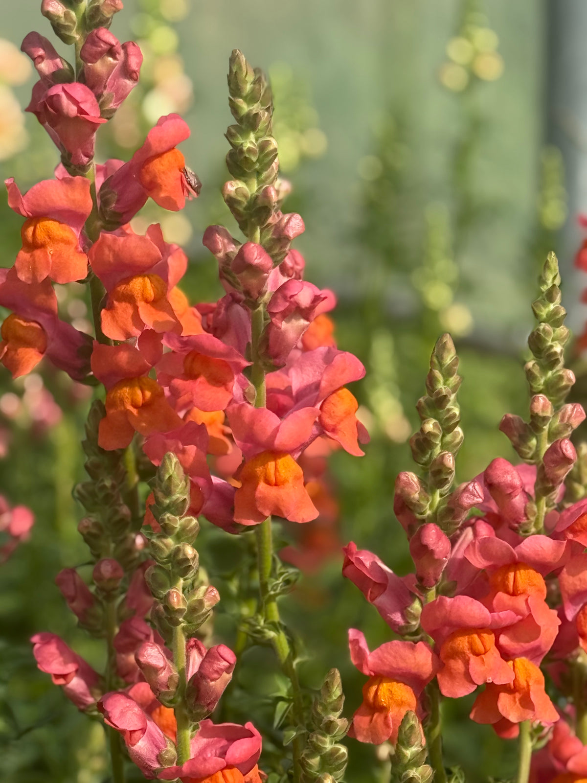 Lauvmutīte Monaco Orange F1 | Group 3 |Antirrhinum majus