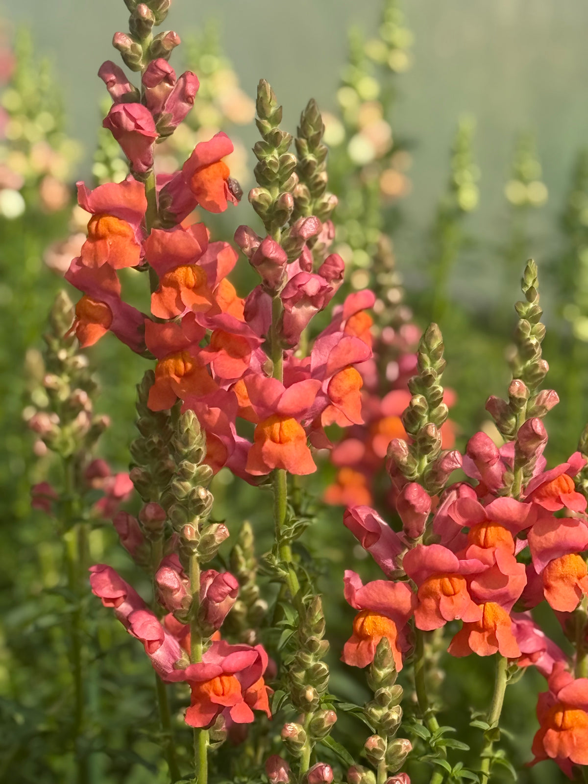 Lauvmutīte Monaco Orange F1 | Group 3 |Antirrhinum majus