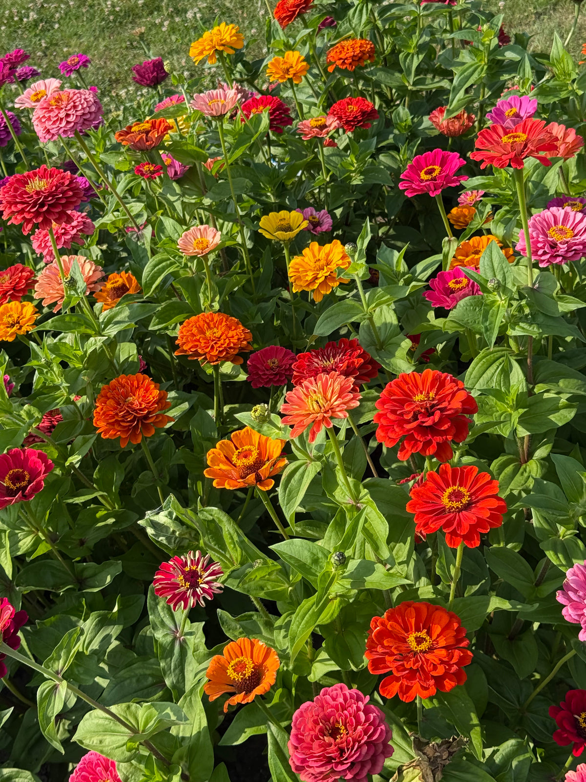 Cinnija Fieldgrown Mix | Zinnia elegans | Dālijziedu cinnija