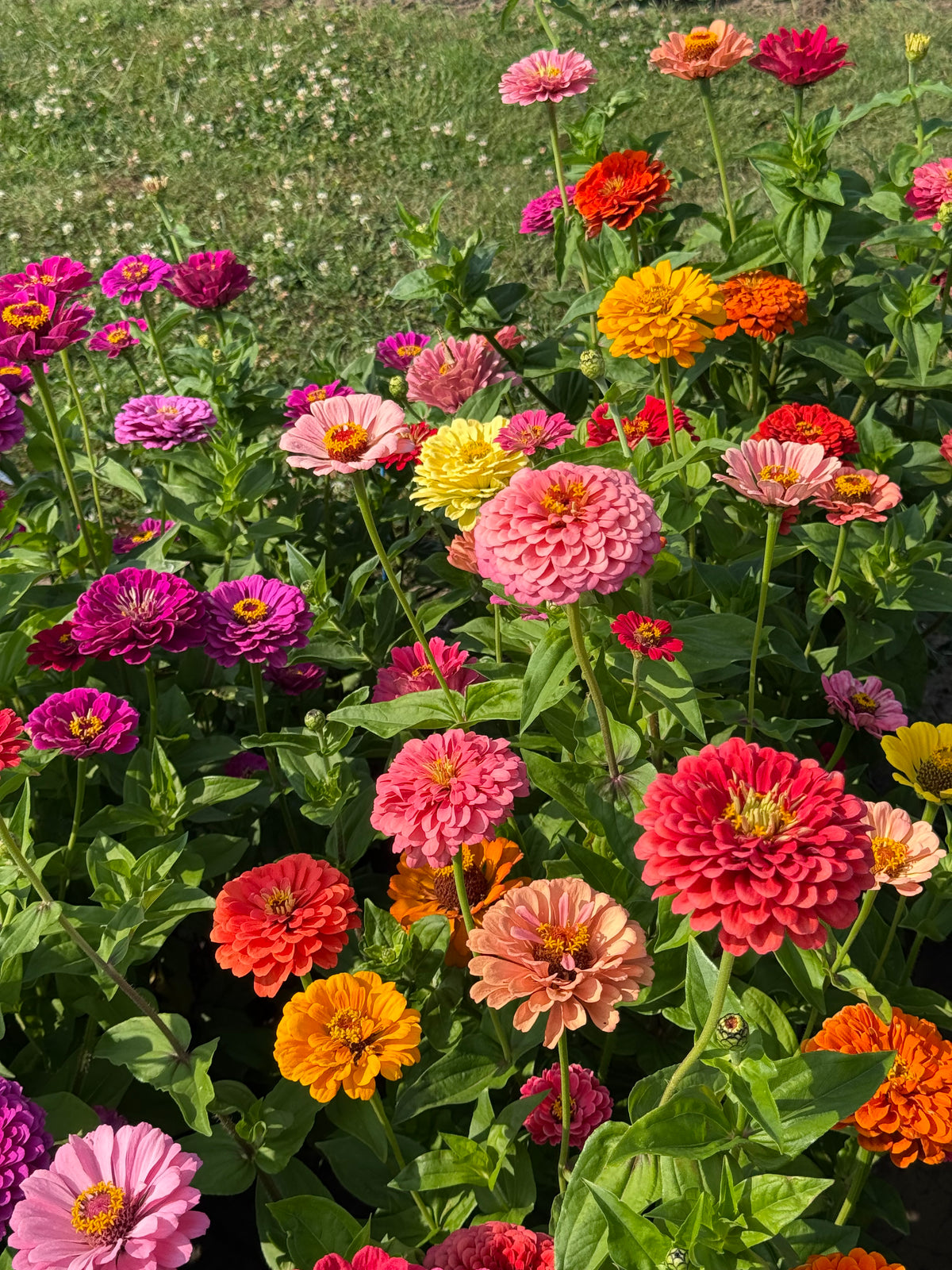Cinnija Fieldgrown Mix | Zinnia elegans | Dālijziedu cinnija