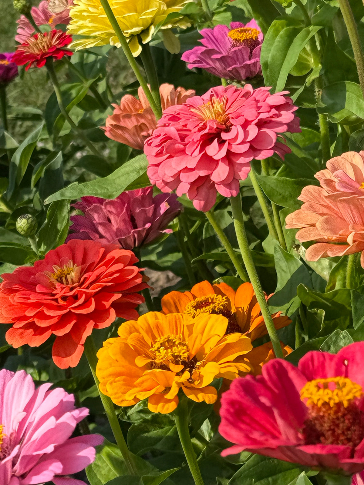 Cinnija Fieldgrown Mix | Zinnia elegans | Dālijziedu cinnija