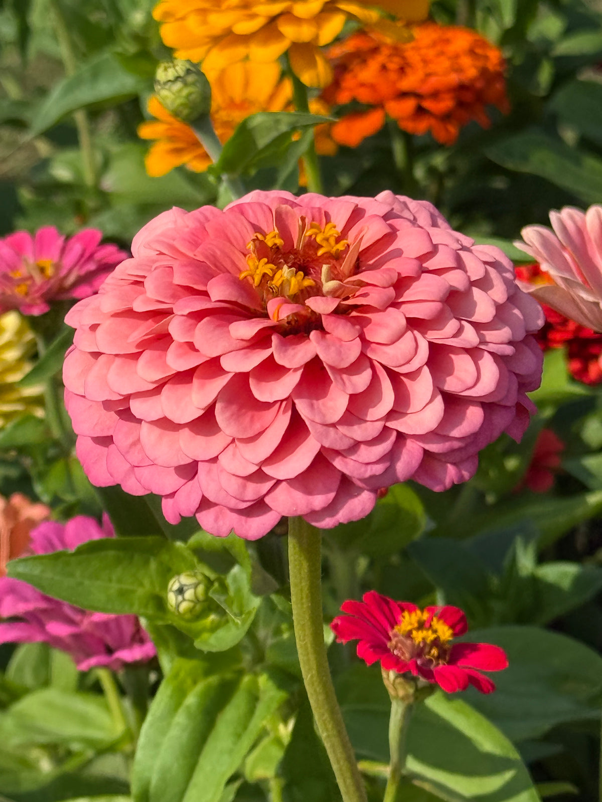 Cinnija Fieldgrown Mix | Zinnia elegans | Dālijziedu cinnija