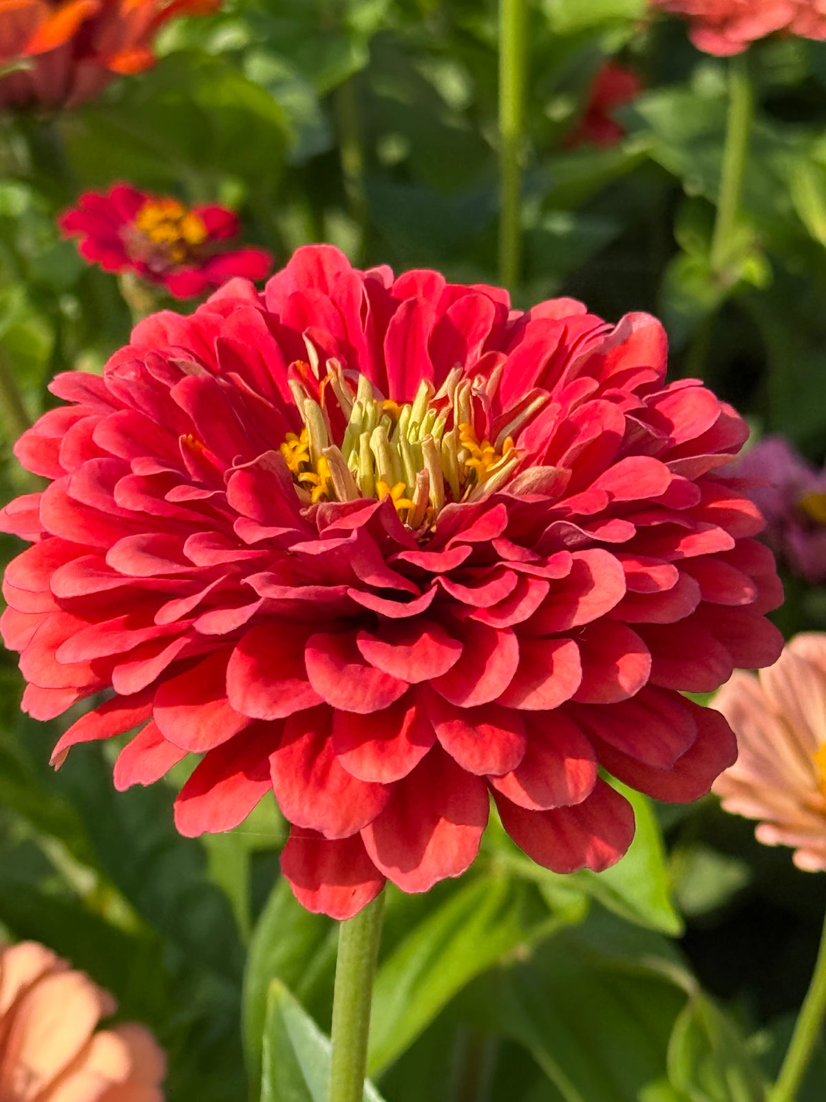Cinnija Fieldgrown Mix | Zinnia elegans | Dālijziedu cinnija