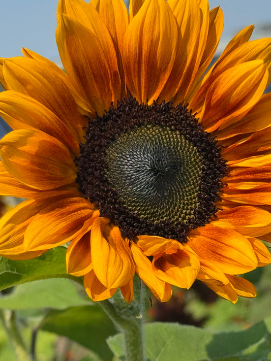 Saulespuķe Copper Queen F1 | Helianthus annuus