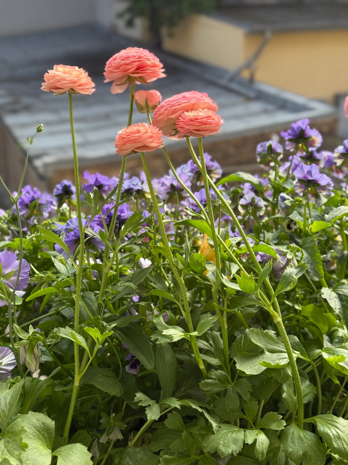 Āzijas gundega Elegance® SALMONE 06 | Ranunculus asiaticus | Guma izmērs 4/5