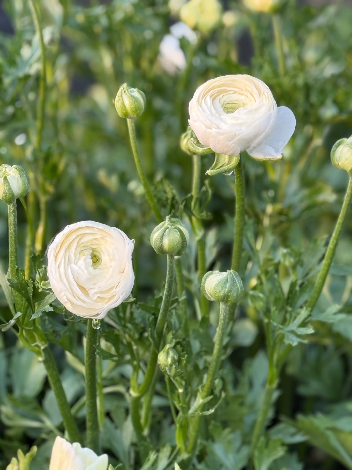 Āzijas gundega Elegance® Bianco 224B B&B | Ranunculus asiaticus | Gumu izmērs 4/5