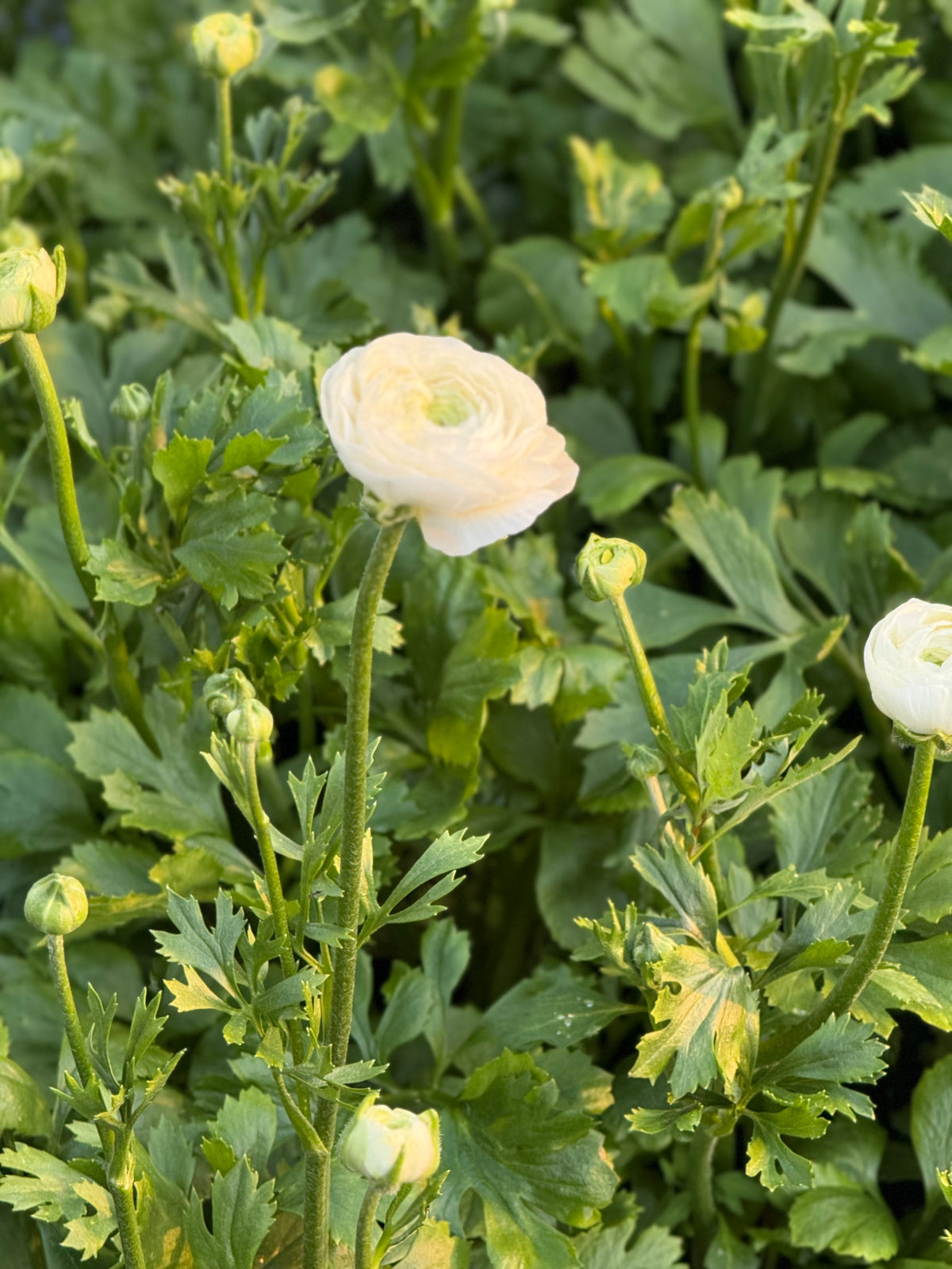 Āzijas gundega Elegance® Bianco 224B B&B | Ranunculus asiaticus | Gumu izmērs 4/5