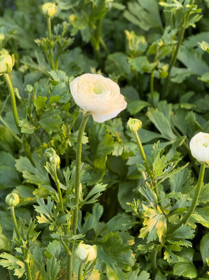 Āzijas gundega Elegance® Bianco 224B B&B | Ranunculus asiaticus | Gumu izmērs 4/5