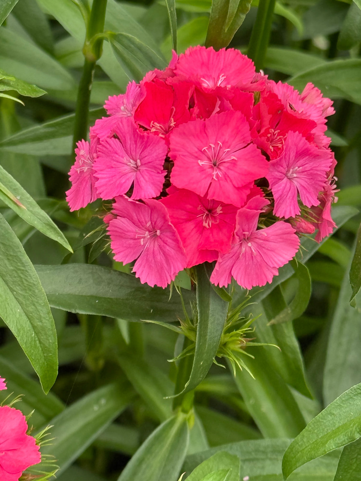 Čemurneļķe Sweet™ Coral | Dianthus barbatus | Granulētas sēklas