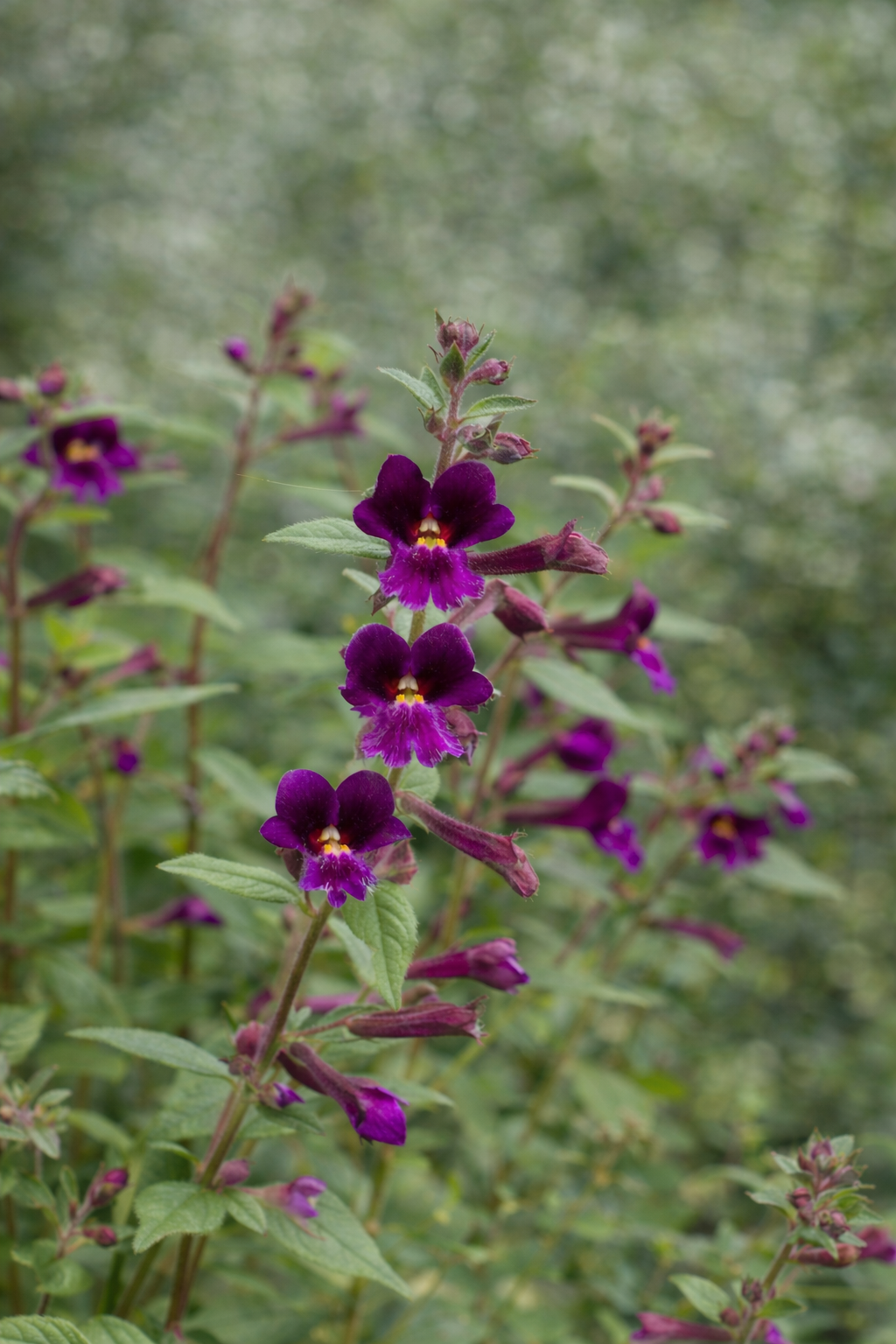 Cuphea lanceolata Purple Passion | Bat-faced Cuphea therapyofflowers.com