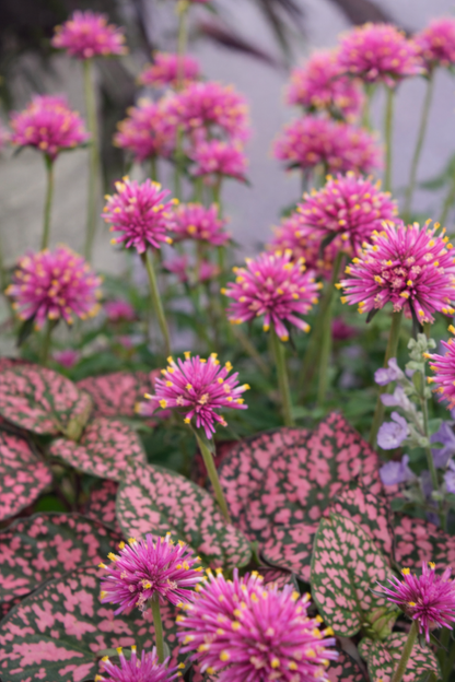 Gomphrena pulchella Fireworks | Globe Amaranth therapyofflowers.com