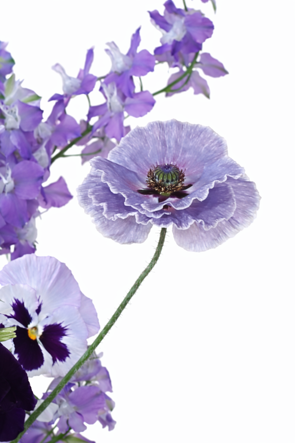 Papaver rhoeas Amazing Grey | Poppy therapyofflowers.com