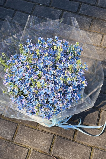 Oxypetalum coeruleum Sky Blue | Tweedia | Blue Milkweed therapyofflowers.com